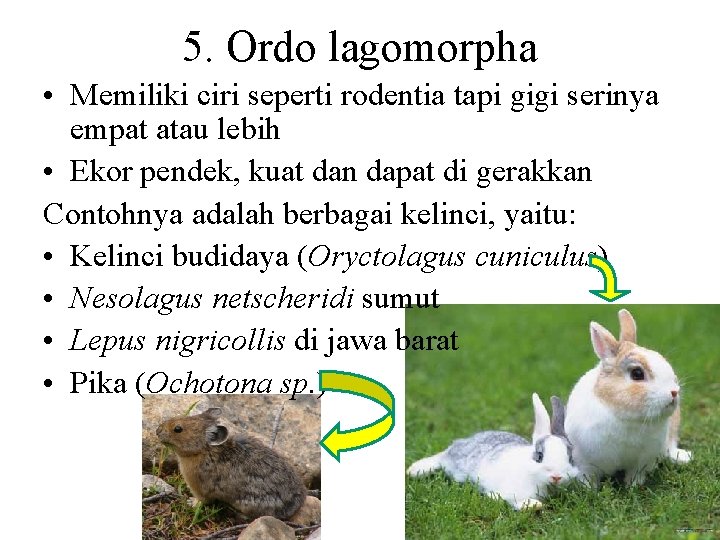 5. Ordo lagomorpha • Memiliki ciri seperti rodentia tapi gigi serinya empat atau lebih