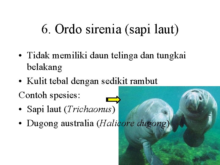 6. Ordo sirenia (sapi laut) • Tidak memiliki daun telinga dan tungkai belakang •