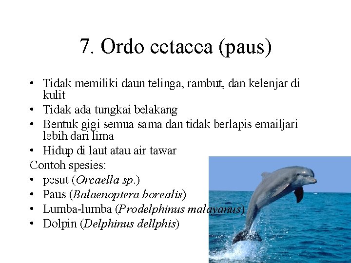 7. Ordo cetacea (paus) • Tidak memiliki daun telinga, rambut, dan kelenjar di kulit