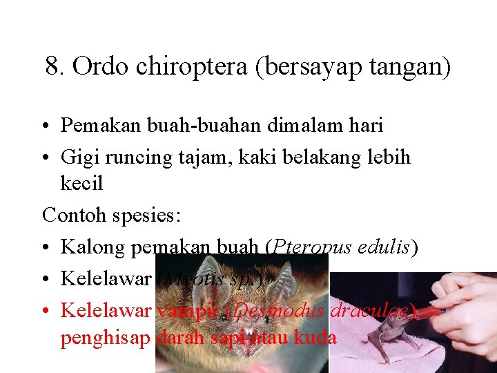 8. Ordo chiroptera (bersayap tangan) • Pemakan buah-buahan dimalam hari • Gigi runcing tajam,