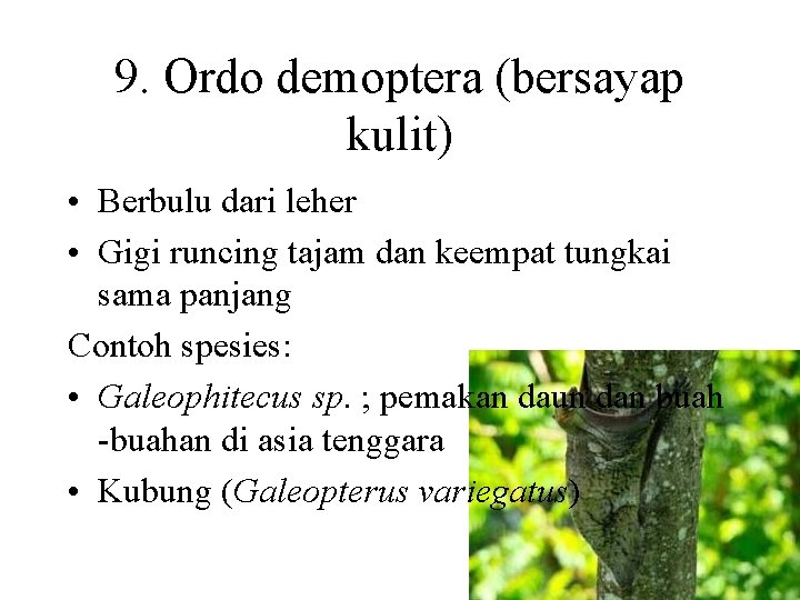 9. Ordo demoptera (bersayap kulit) • Berbulu dari leher • Gigi runcing tajam dan