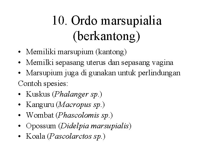 10. Ordo marsupialia (berkantong) • Memiliki marsupium (kantong) • Memilki sepasang uterus dan sepasang