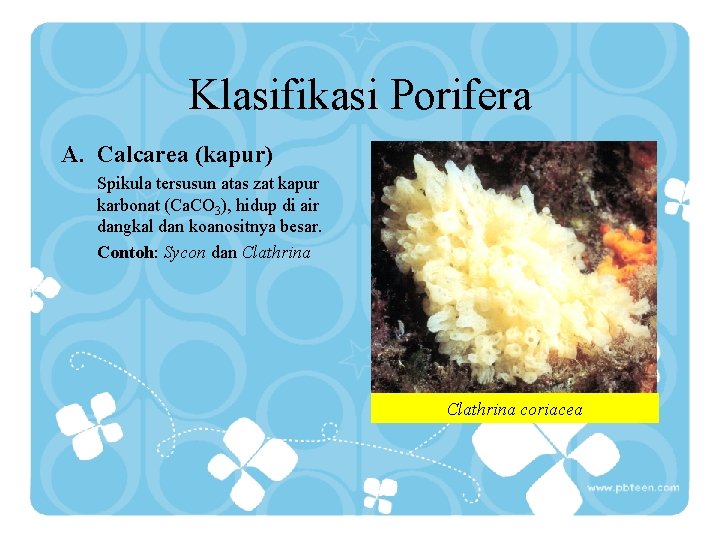Klasifikasi Porifera A. Calcarea (kapur) Spikula tersusun atas zat kapur karbonat (Ca. CO 3),