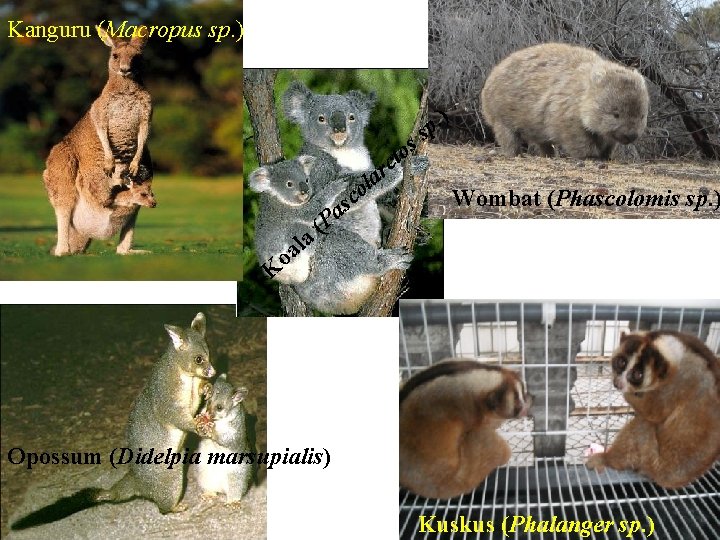 Kanguru (Macropus sp. ) ) s o ct . p s r a ol