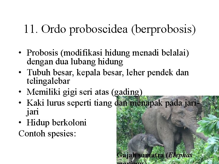 11. Ordo proboscidea (berprobosis) • Probosis (modifikasi hidung menadi belalai) dengan dua lubang hidung