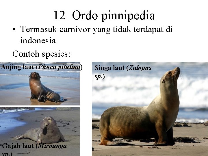 12. Ordo pinnipedia • Termasuk carnivor yang tidak terdapat di indonesia Contoh spesies: Anjing