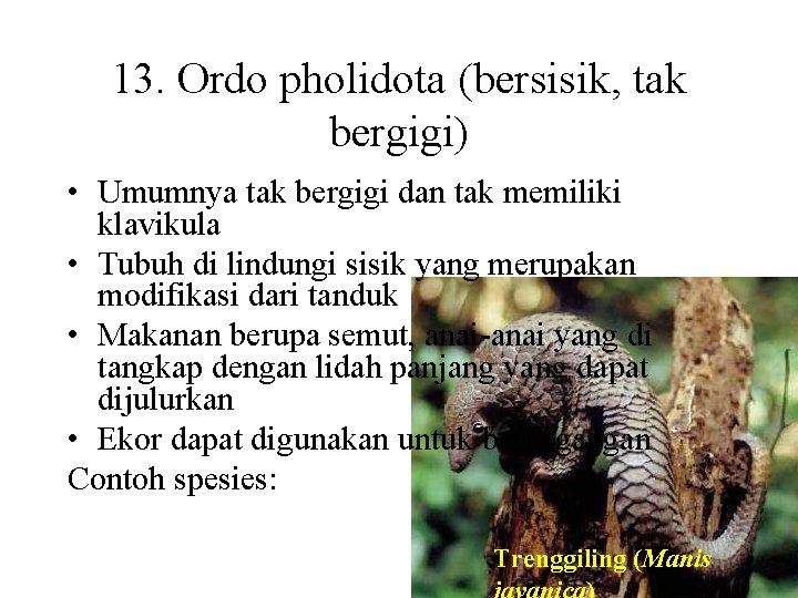 13. Ordo pholidota (bersisik, tak bergigi) • Umumnya tak bergigi dan tak memiliki klavikula