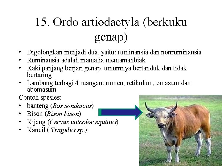 15. Ordo artiodactyla (berkuku genap) • Digolongkan menjadi dua, yaitu: ruminansia dan nonruminansia •