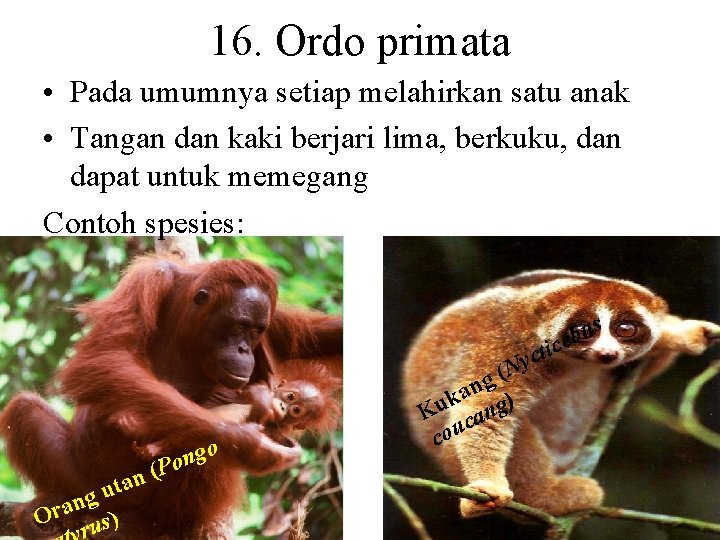 16. Ordo primata • Pada umumnya setiap melahirkan satu anak • Tangan dan kaki