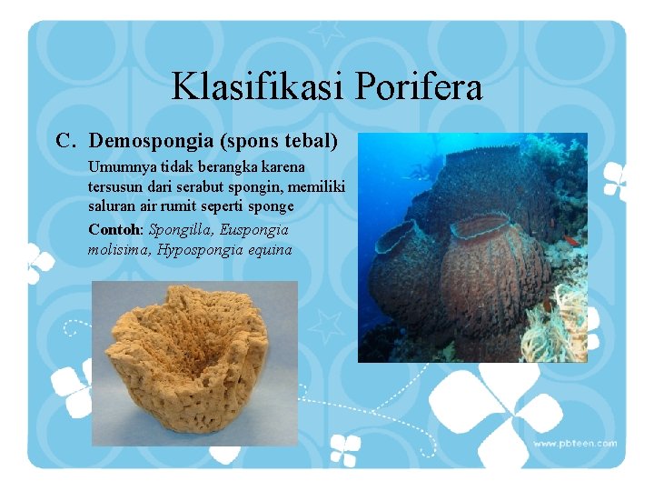 Klasifikasi Porifera C. Demospongia (spons tebal) Umumnya tidak berangka karena tersusun dari serabut spongin,