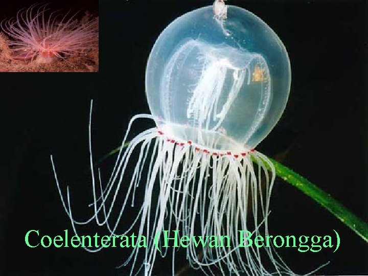 Coelenterata (Hewan Berongga) 