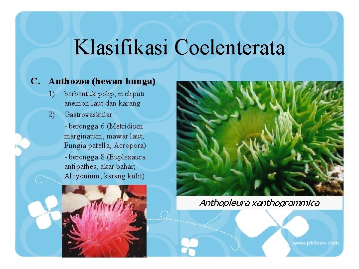 Klasifikasi Coelenterata C. Anthozoa (hewan bunga) 1) 2) berbentuk polip, meliputi anemon laut dan