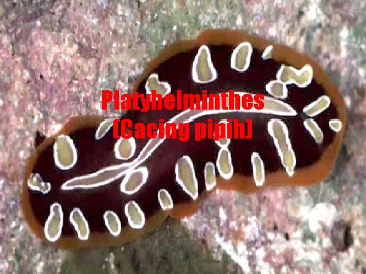 Platyhelminthes (Cacing pipih) 