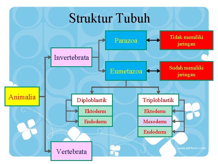 Struktur Tubuh Parazoa Tidak memiliki jaringan Eumetazoa Sudah memiliki jaringan Invertebrata Animalia Diploblastik Triploblastik