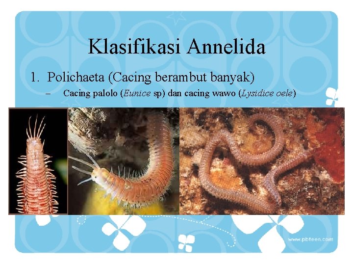 Klasifikasi Annelida 1. Polichaeta (Cacing berambut banyak) – Cacing palolo (Eunice sp) dan cacing