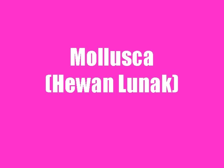 Mollusca (Hewan Lunak) 