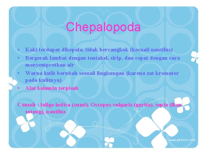 Chepalopoda • Kaki terdapat dikepala, tidak bercangkok (kecuali nautilus) • Bergerak lambat dengan tentakel,