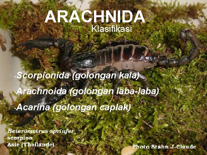 ARACHNIDA Klasifikasi Scorpionida (golongan kala) • Arachnoida (golongan laba-laba) • Acarina (golongan caplak) •