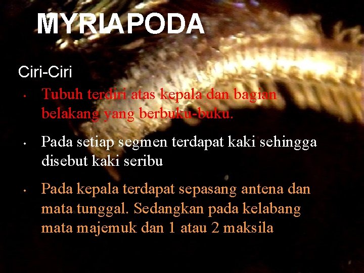 MYRIAPODA Ciri-Ciri • Tubuh terdiri atas kepala dan bagian belakang yang berbuku-buku. • •