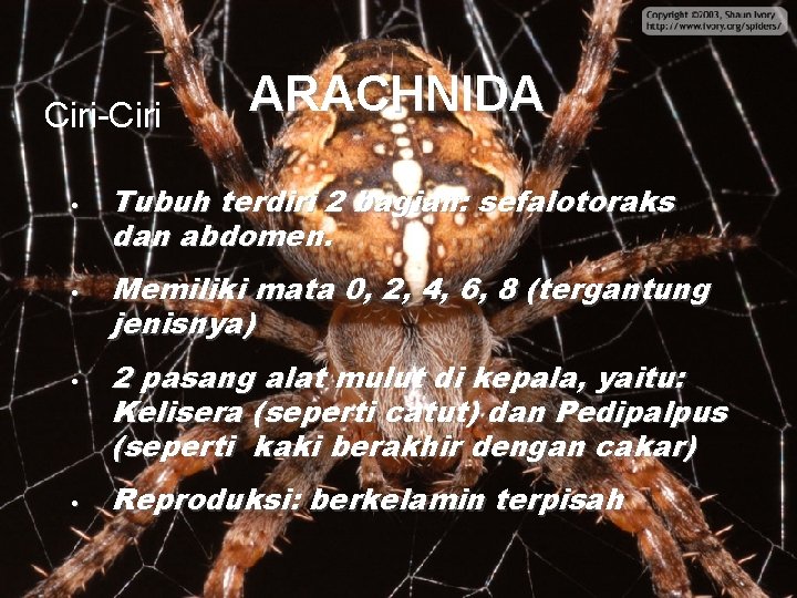 Ciri-Ciri • • ARACHNIDA Tubuh terdiri 2 bagian: sefalotoraks dan abdomen. Memiliki mata 0,