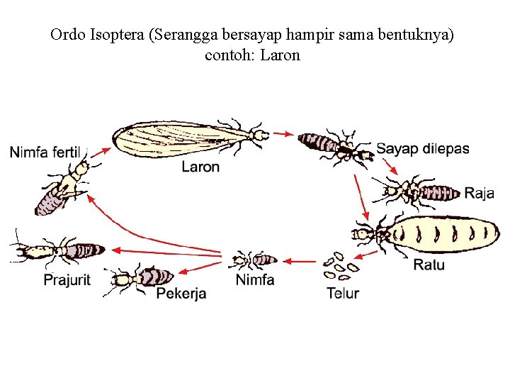 Ordo Isoptera (Serangga bersayap hampir sama bentuknya) contoh: Laron 
