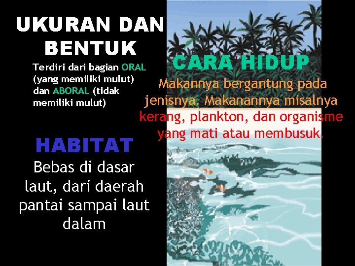 UKURAN DAN BENTUK CARA HIDUP Terdiri dari bagian ORAL (yang memiliki mulut) Makannya bergantung