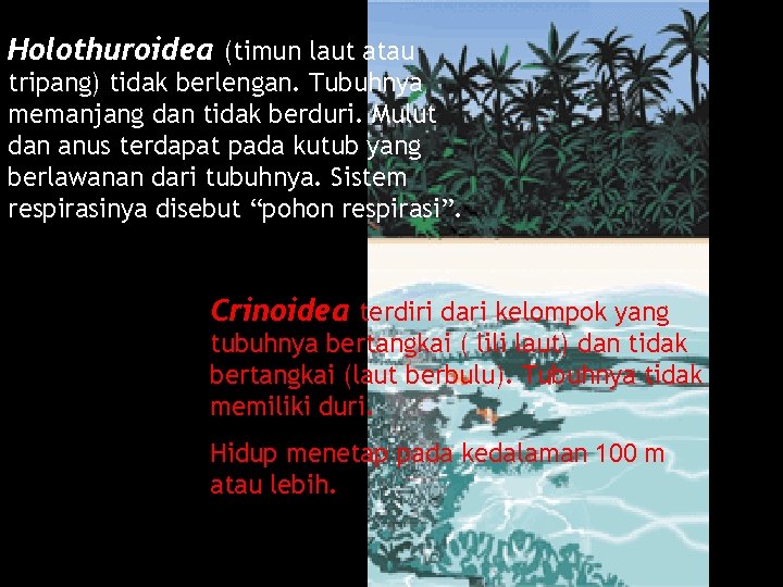 Holothuroidea (timun laut atau tripang) tidak berlengan. Tubuhnya memanjang dan tidak berduri. Mulut dan