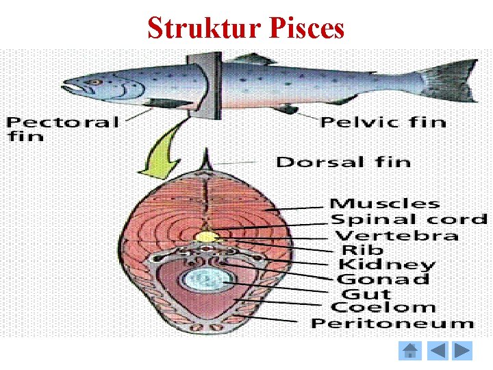 Struktur Pisces 