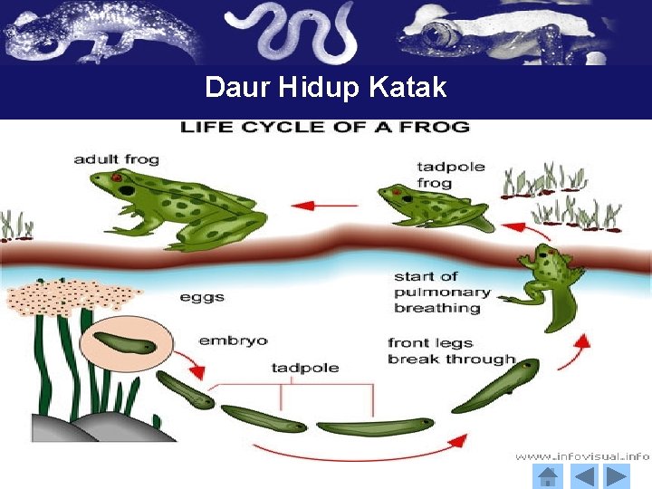 Daur Hidup Katak - 