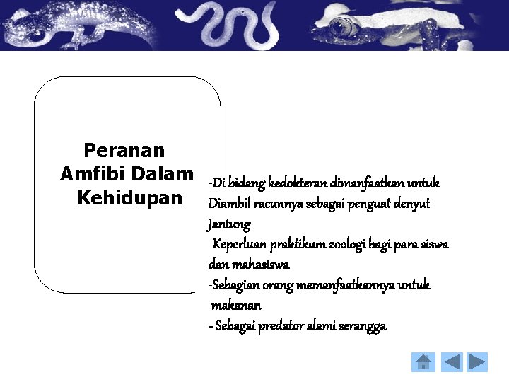 Peranan Amfibi Dalam -Di bidang kedokteran dimanfaatkan untuk Kehidupan Diambil racunnya sebagai penguat denyut