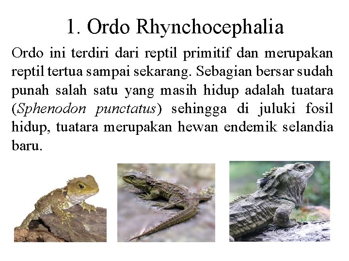 1. Ordo Rhynchocephalia Ordo ini terdiri dari reptil primitif dan merupakan reptil tertua sampai