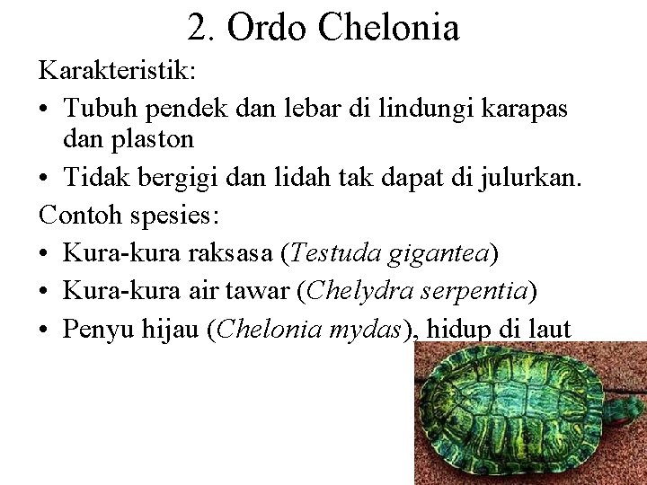 2. Ordo Chelonia Karakteristik: • Tubuh pendek dan lebar di lindungi karapas dan plaston