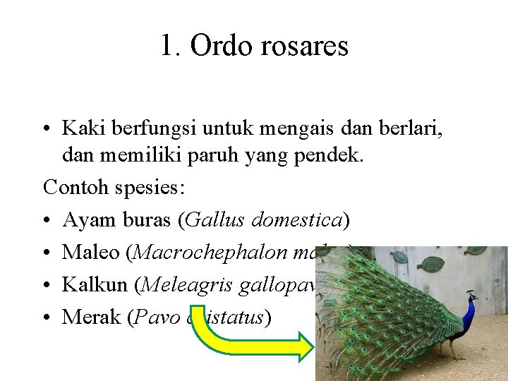 1. Ordo rosares • Kaki berfungsi untuk mengais dan berlari, dan memiliki paruh yang