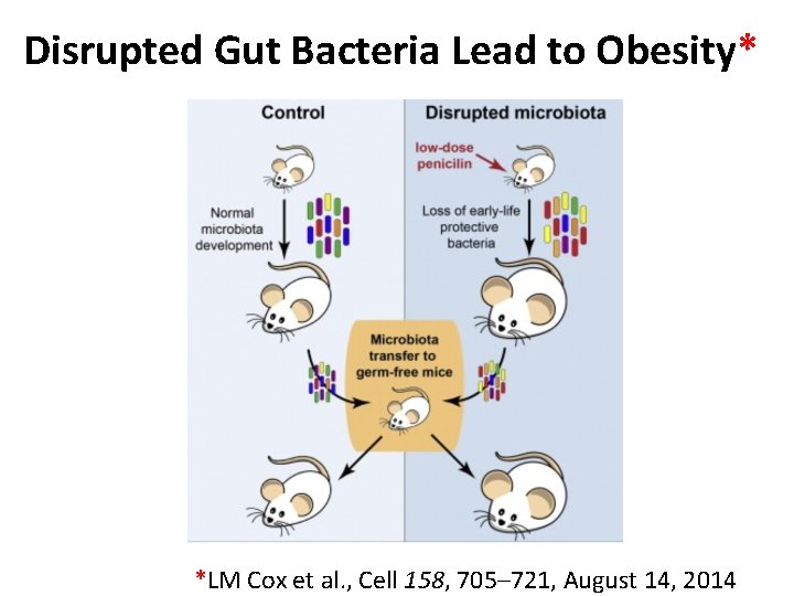 Disrupted Gut Bacteria Lead to Obesity* *LM Cox et al. , Cell 158, 705–