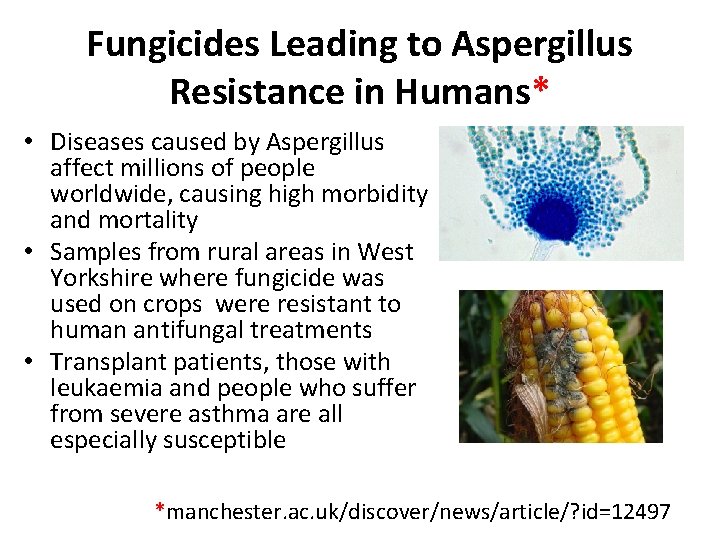 Fungicides Leading to Aspergillus Resistance in Humans* • Diseases caused by Aspergillus affect millions