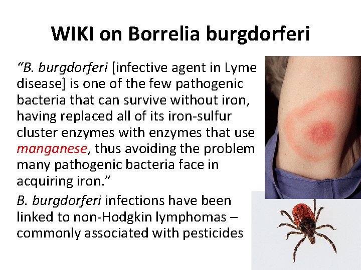 WIKI on Borrelia burgdorferi “B. burgdorferi [infective agent in Lyme disease] is one of