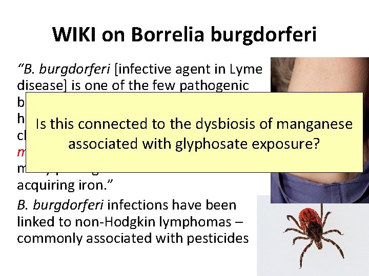 WIKI on Borrelia burgdorferi “B. burgdorferi [infective agent in Lyme disease] is one of