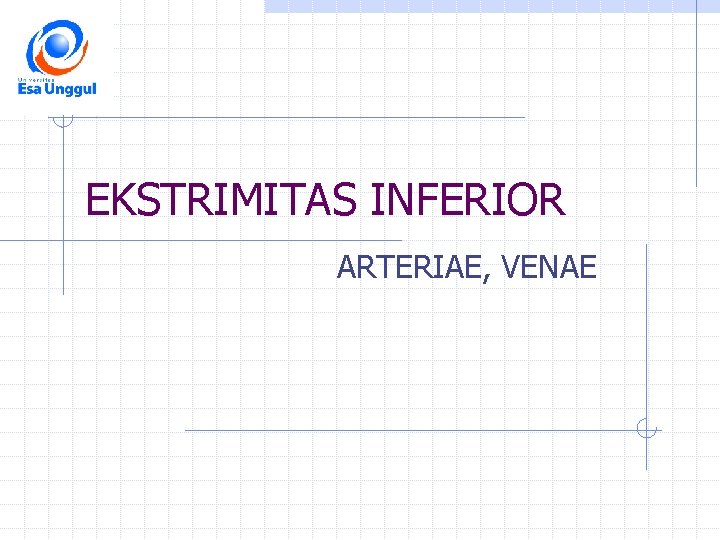 EKSTRIMITAS INFERIOR ARTERIAE, VENAE 