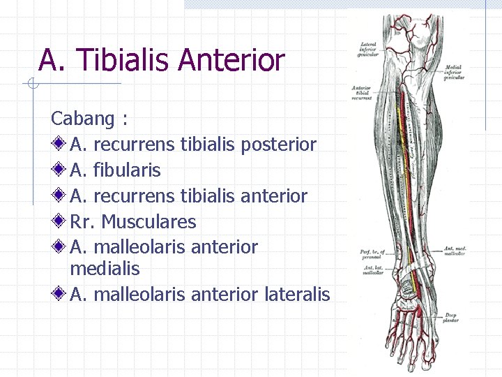 A. Tibialis Anterior Cabang : A. recurrens tibialis posterior A. fibularis A. recurrens tibialis