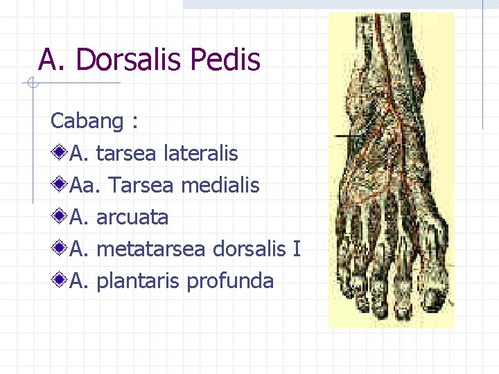 A. Dorsalis Pedis Cabang : A. tarsea lateralis Aa. Tarsea medialis A. arcuata A.