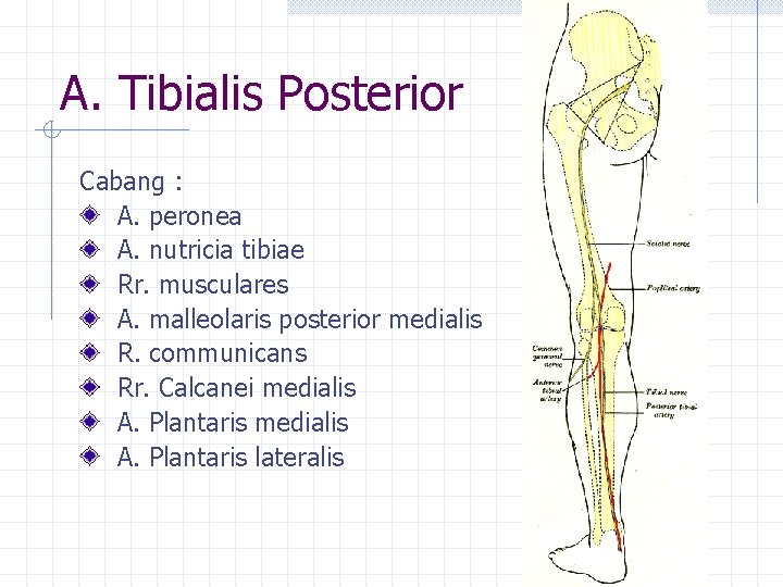 A. Tibialis Posterior Cabang : A. peronea A. nutricia tibiae Rr. musculares A. malleolaris