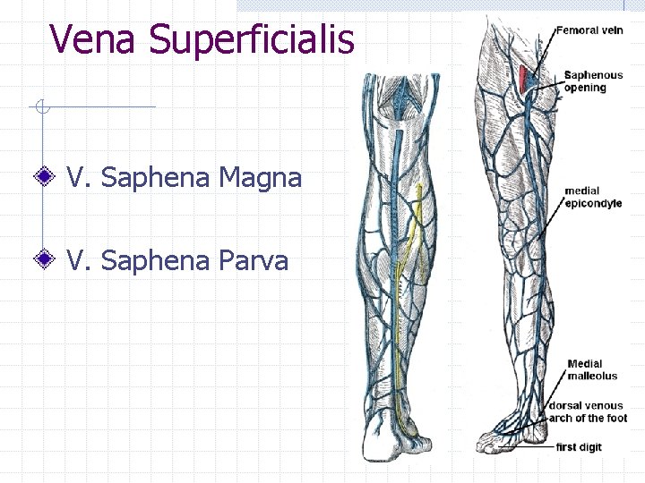 Vena Superficialis V. Saphena Magna V. Saphena Parva 