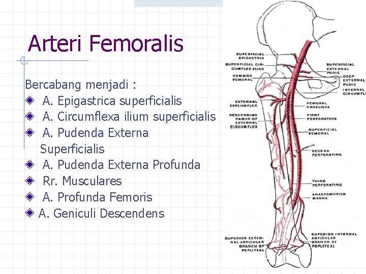 Arteri Femoralis Bercabang menjadi : A. Epigastrica superficialis A. Circumflexa ilium superficialis A. Pudenda