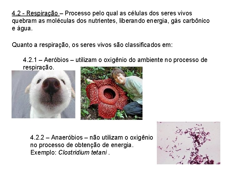 4. 2 - Respiração – Processo pelo qual as células dos seres vivos quebram