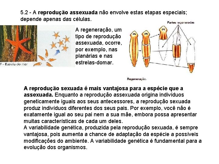 5. 2 - A reprodução assexuada não envolve estas etapas especiais; depende apenas das