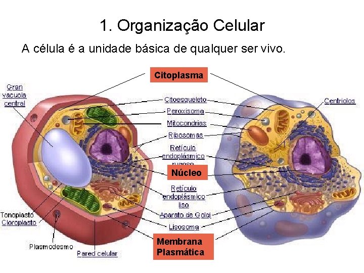 1. Organização Celular A célula é a unidade básica de qualquer ser vivo. Citoplasma