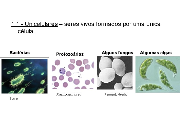 1. 1 - Unicelulares – seres vivos formados por uma única célula. Bactérias Protozoários