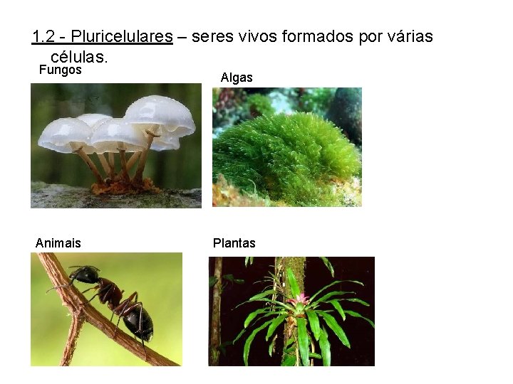 1. 2 - Pluricelulares – seres vivos formados por várias células. Fungos Animais Algas