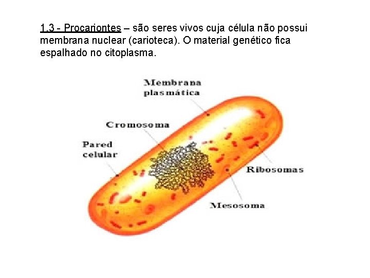 1. 3 - Procariontes – são seres vivos cuja célula não possui membrana nuclear