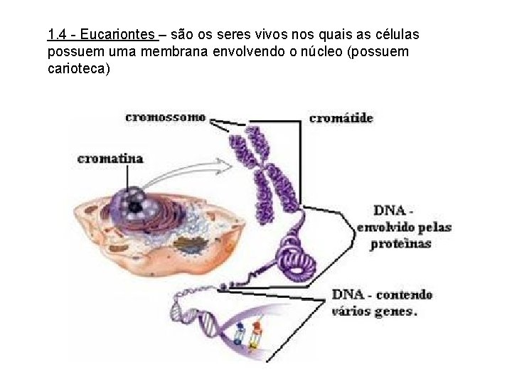 1. 4 - Eucariontes – são os seres vivos nos quais as células possuem